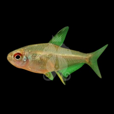 hyphessobrycon-pulchripinnis-tetra-citron