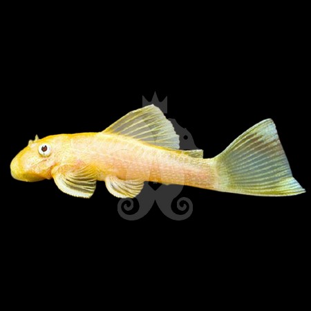 Ancistrus dolichopterus poisson nettoyeur pour aquarium