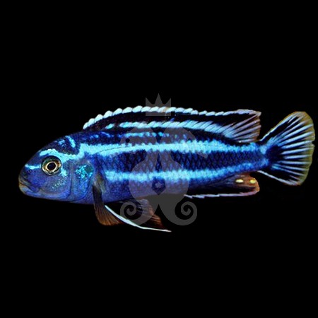 melanochromis-maingano