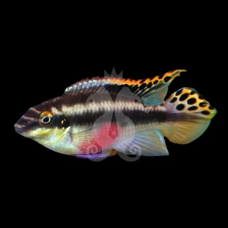 pelvicachromis-pulcher
