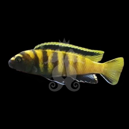 pseudotropheus-flavus