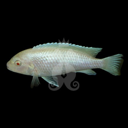 pseudotropheus-socolofi-albinos