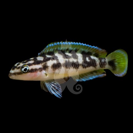 julidochromis-transcriptus