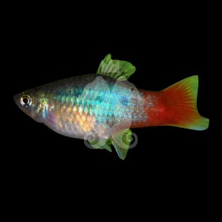 xiphophorus-maculatus-platy-rainbow