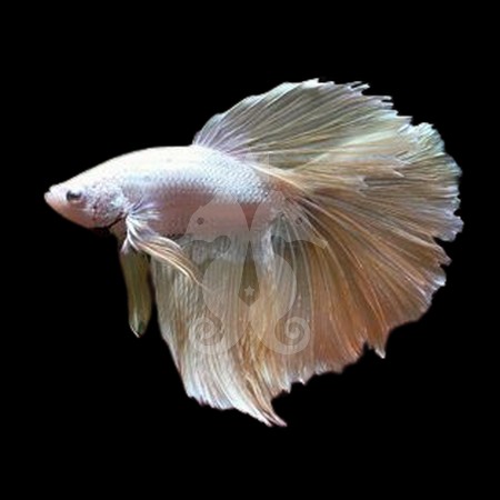 betta-splendens-male-halfmoon-select-gold-dragon