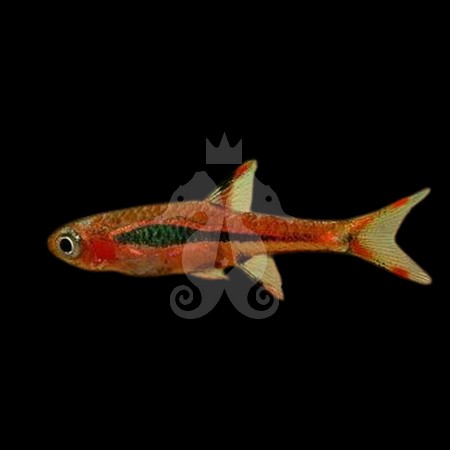 rasbora-brigittae-rasbora-moustique