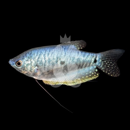 trichogaster-trichopterus-gourami-bleu