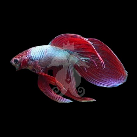 betta-splendens-betta-male-cambodian