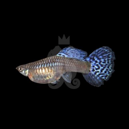 poecilia-reticulata-guppy-femelle-snakeskin-bleu