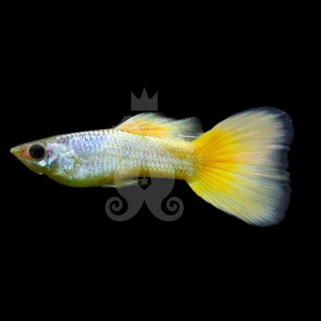 poecilia-reticulata-guppy-male-jaune-gold