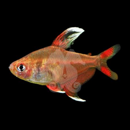 hyphessobrycon-bentosi-white-fin