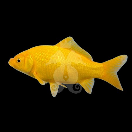 carassius-auratus-poisson-jaune