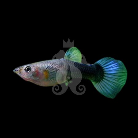 poecilia-reticulata-guppy-femelle-bleu-neon