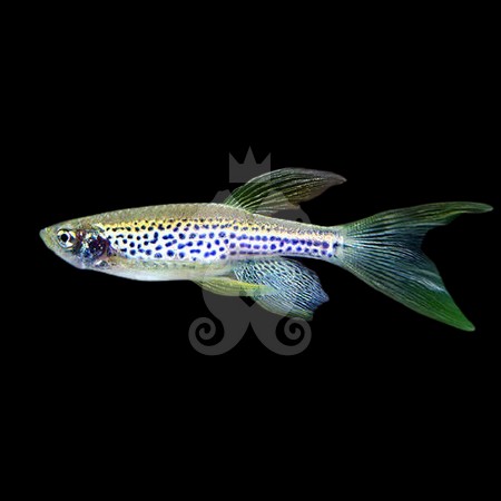 brachydanio-frankei-danio-leopard-voile