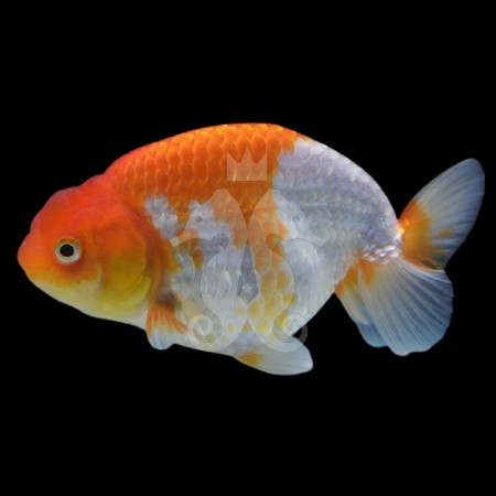 carassius-auratus-japonais-ranchu-rouge-et-blanc