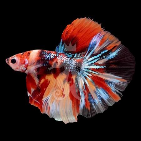 betta-splendens-male-halfmoon-select-koi