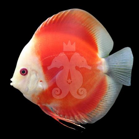 symphysodon-discus-discus-red-melon-face-blanche