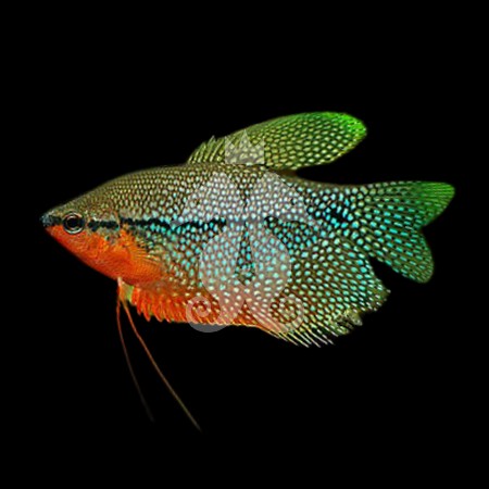 trichogaster-leeri-gourami-perle