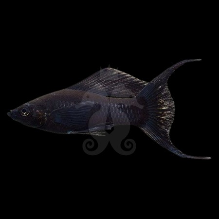 poecilia-shenops-black-molly-lyre