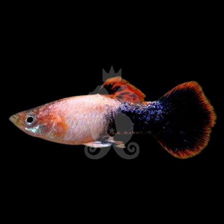 poecilia-reticulata-guppy-male-tuxedo-rose