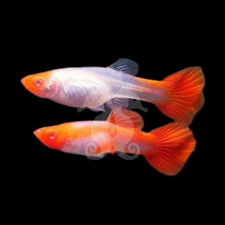 poecilia-reticulata-guppy-select-kohaku-en-couple