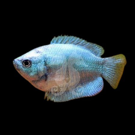 colisa-lalia-neon-bleu-femelle