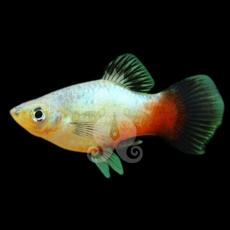 xiphophorus-maculatus-platy-wagtail-rainbow