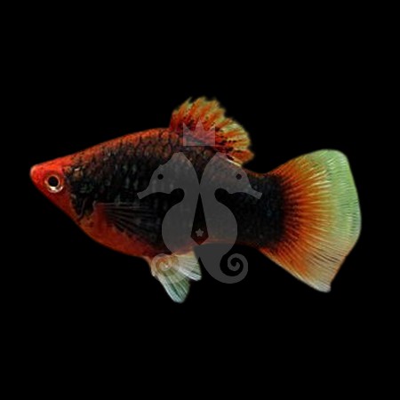xiphophorus-maculatus-platy-corail-noir