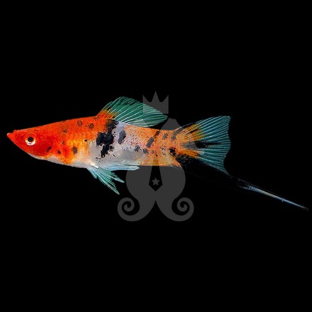 xiphophorus-helleri-xipho-koi-sanke