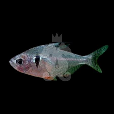 megalamphodus-megalopterus-tetra-fantome-noir