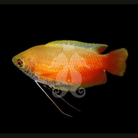 colisa-chuna-gourami-miel