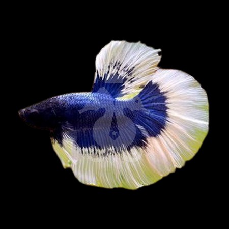 betta-splendens-male-halfmoon-select-butterfly-bleu-et-blanc