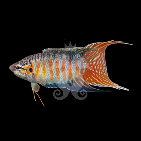 macropodus-opercularis-poisson-paradis