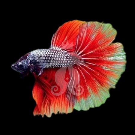 Betta Splendens Mâle-Combattant rouge 5,50 €