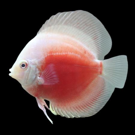 symphysodon-discus-discus-rouge-et-blanc