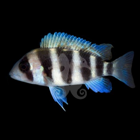 neolamprologus-tretocephalus