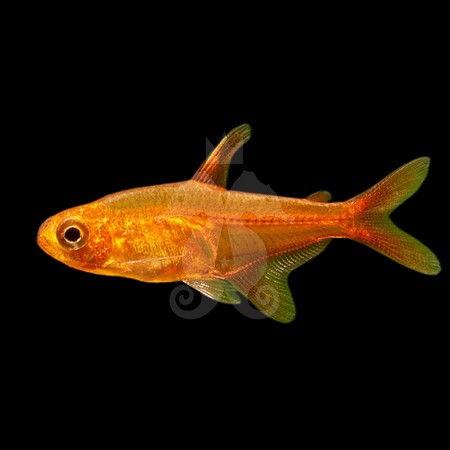 hyphessobrycon-amandae