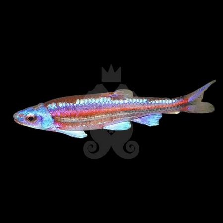 achat-poisson-aquarium-eau-froide-notropis-chrosomus