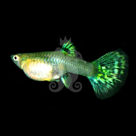 poecilia-reticulata-guppy-femelle-cobra-vert