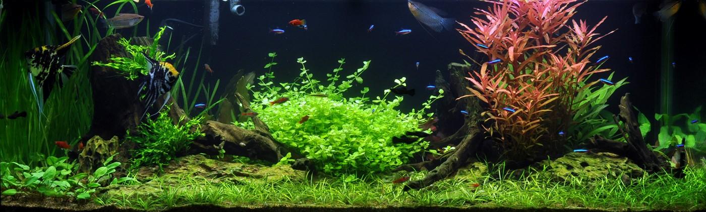 achat-aquascape-plantes-aquarium-layout-18