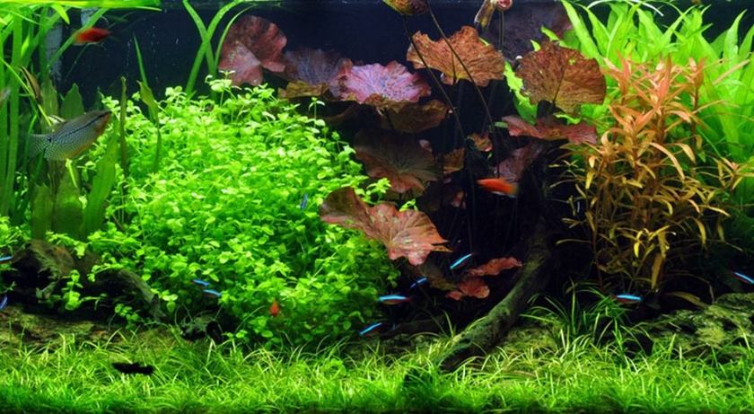 achat2-aquascape-plantes-aquarium-layout-18