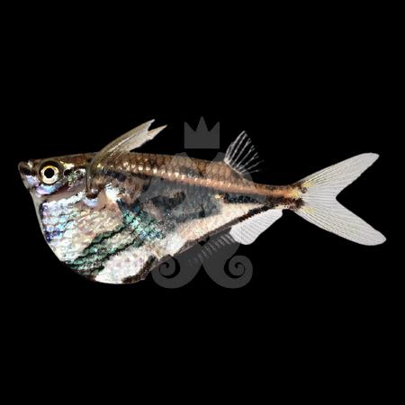 achat-poisson-aquarium-carnegiella-strigata-poisson-hachette
