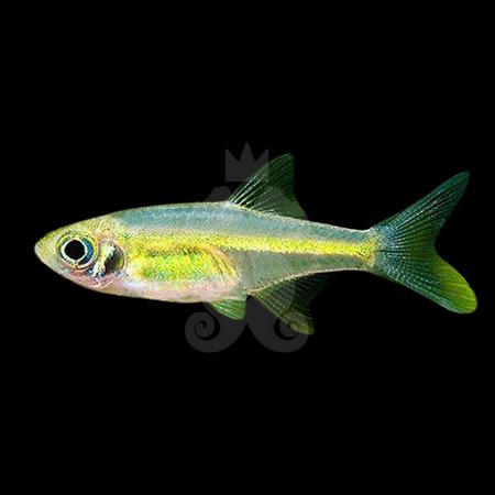 achat-poisson-aquarium-microdevario-kubotai