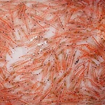 nourriture-congelee-poisson-aquarium-krill-pacifica