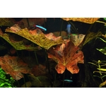 achat3-aquascape-plantes-aquarium-layout-18