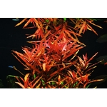 achat4-aquascape-plantes-aquarium-layout-18
