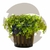 micranthemum-species-monte-carlo