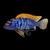 labidochromis-hongi-red-top