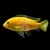labidochromis-caeruleus-labido-jaune