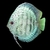 symphysodon-discus-discus-cobalt-bleu